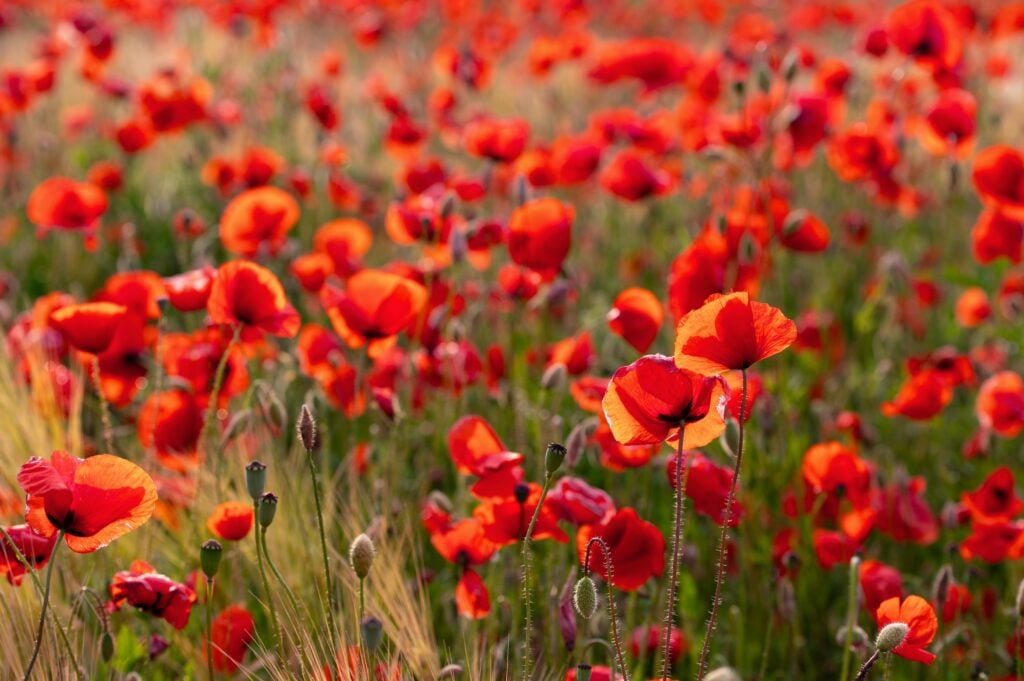 How To Talk To Preschoolers About Remembrance Day