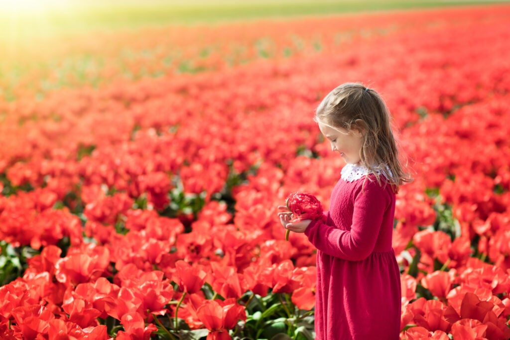 Remembrance Day Activities For Preschoolers