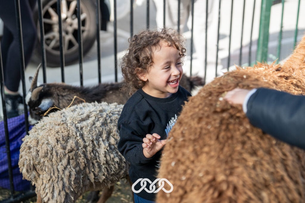 Child petting alpaca at petting zoo outdoors at grand opening of St Marys Montessori Academy.