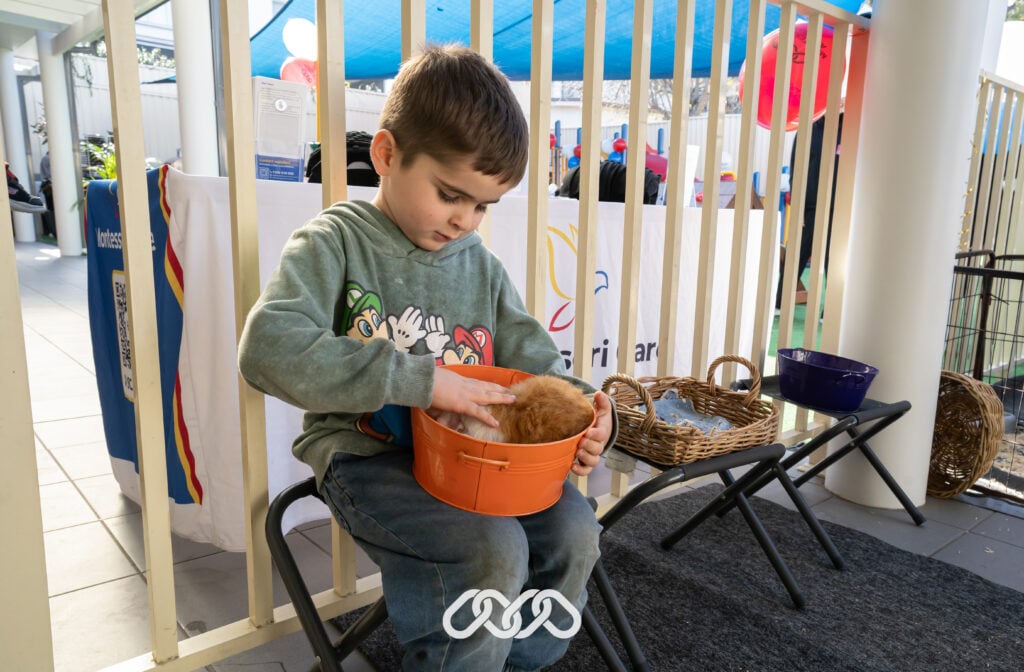 Child pets guinea pig at a petting zoo at Auburn Montessori academy open day