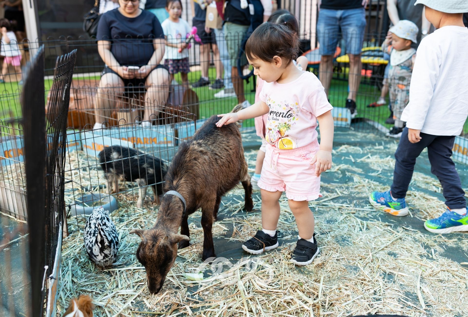 Child and baby goat at petting zoo in outdoor area of Winston Hills Montessori Academy.
