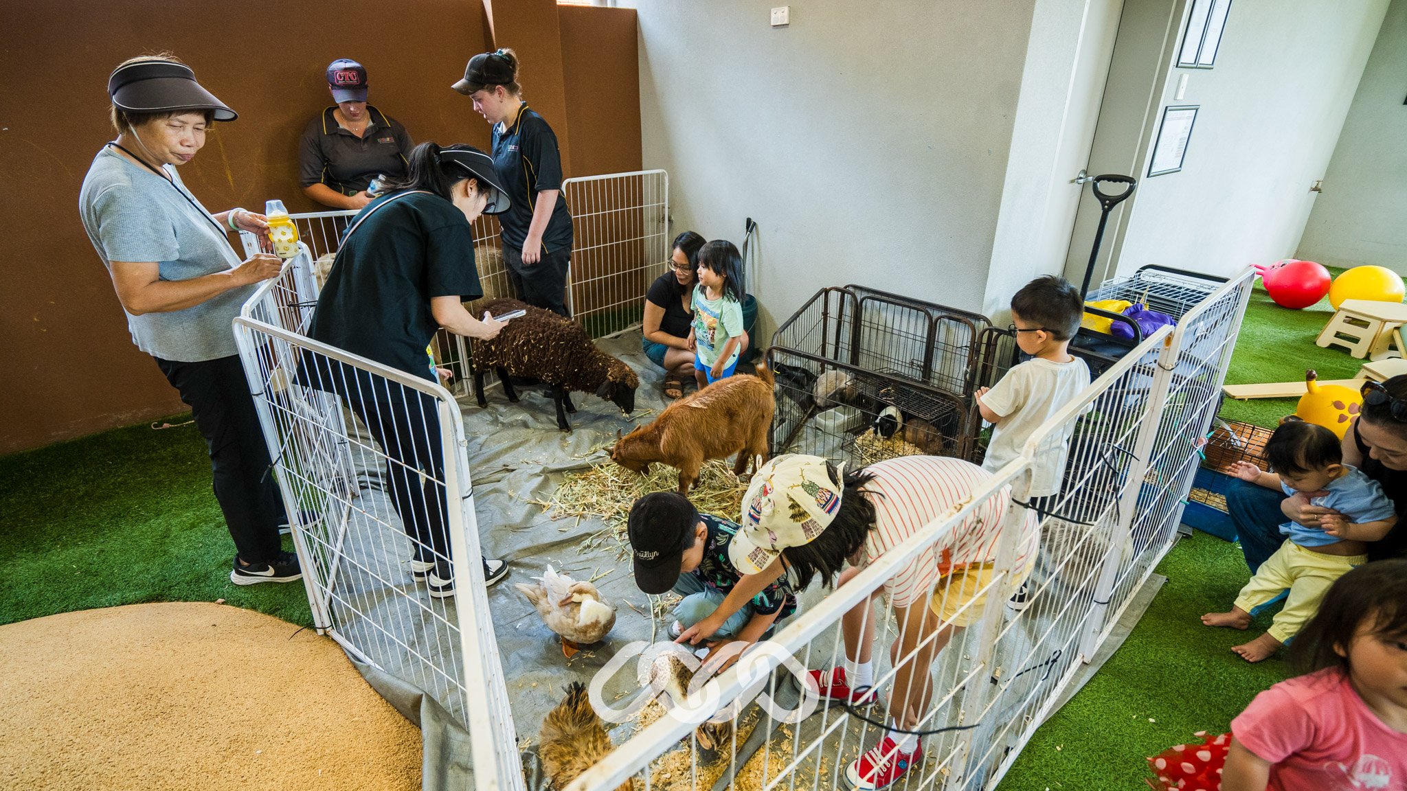 Families enjoy animal farm with chicken and lambs at Campsie grand opening