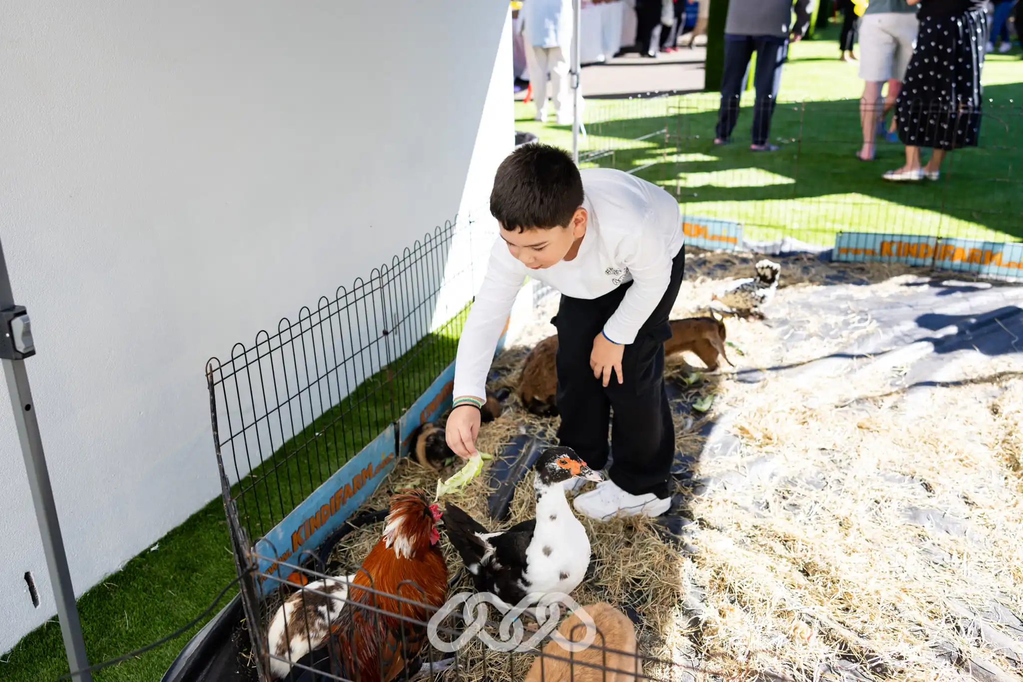 Child interacts with animals at a visiting animal farm during the Mount Annan Montessori Academy Grand Opening.