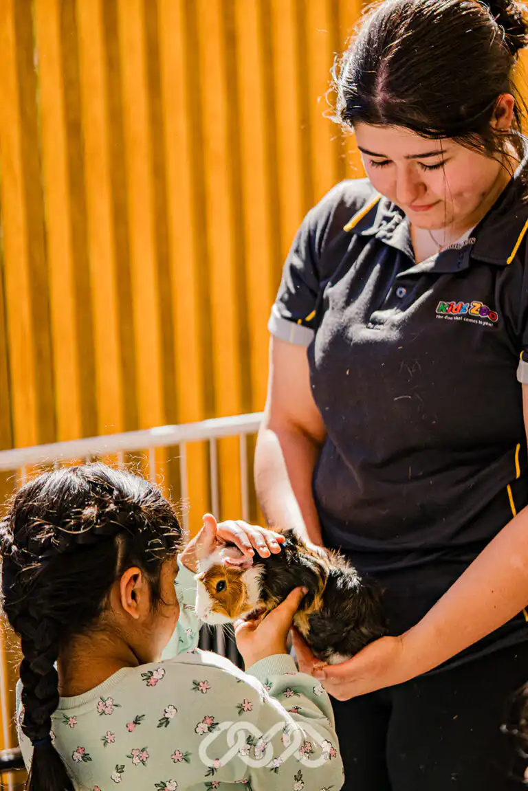 Child meeting a guinea pig at the Northmead Montessori Academy Grand Opening animal farm.